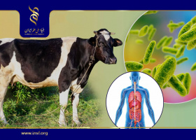طراحی تست تشخیصی بیماری تب مالت