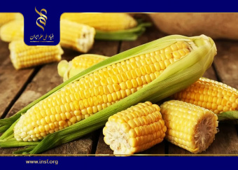 بررسی ذرت تحت تنش شوری و خشکی