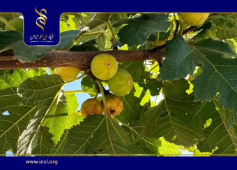 بررسی عوامل آسیب‌رسان به انجیر