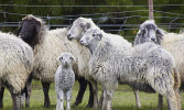 بهبود باروری گله گوسفند با به کارگیری فناوری نانو