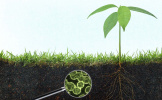 استفاده از گیاهان و باکتری‌ها برای کاهش آلودگی آب و خاک