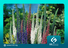 بررسی و طبقه‌بندی گیاهان کاربردی ناشناخته در ایران
