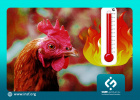 کاهش استرس گرمایی در جوجه‌های گوشتی برای تولید محصولات بیشتر و با کیفیت‌تر