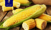 بررسی ذرت تحت تنش شوری و خشکی