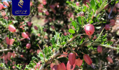 بررسی خاصیت آنتی‌اکسیدانی گیاه انزروت