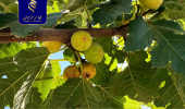 بررسی عوامل آسیب‌رسان به انجیر