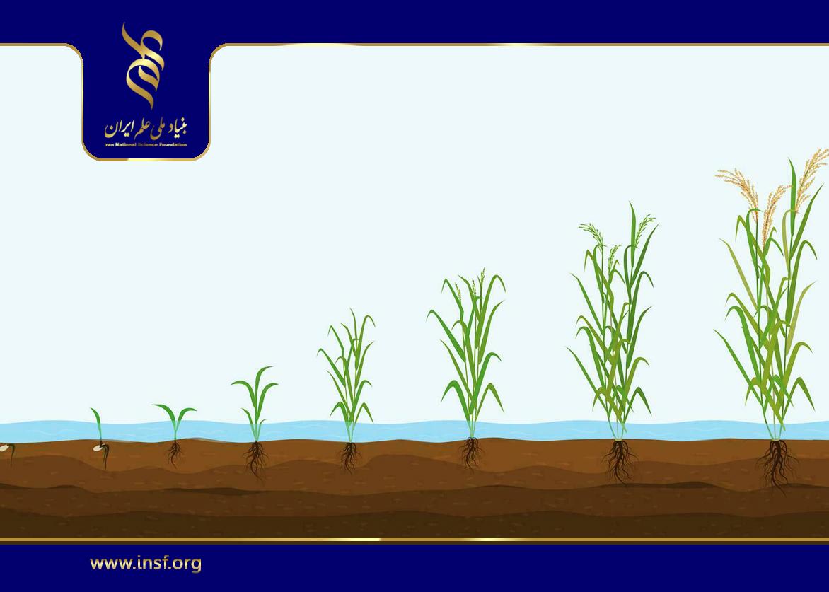 بررسی فاکتور رشد در برنج برای استفاده در صنایع آرایشی و سلول‌های بنیادی