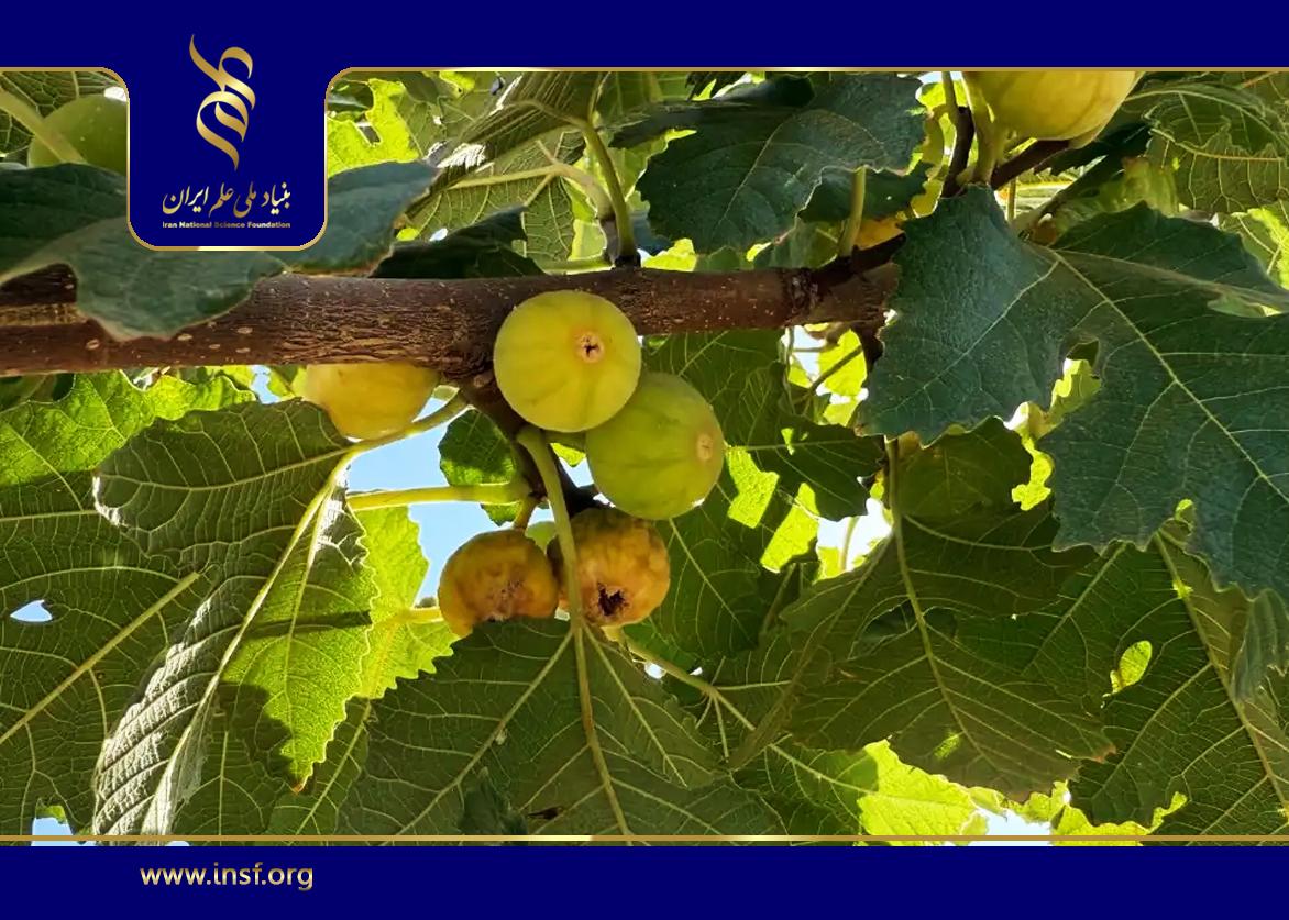 بررسی عوامل آسیب‌رسان به انجیر